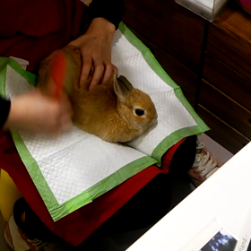 グルーミングの画像