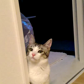 お姫様の、おな〜り〜の画像