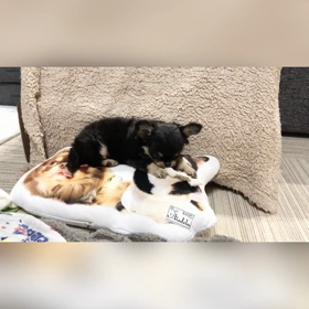 スクープの画像