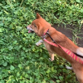 7月19日12わんこと2時間遠足　代々木公園表参道の画像