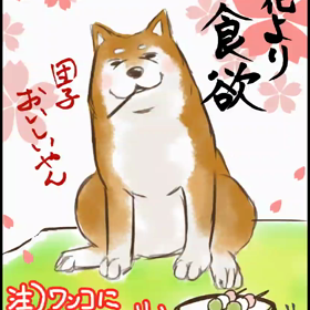 【ツンデレ柴のお花見】の画像