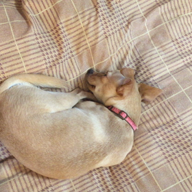 SLEEP-TALKINGの画像