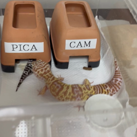 カムとピカの画像