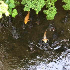 きょうの鯉友／動画の画像