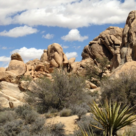 Palms Springs2. Joshua Tree National Parkの画像
