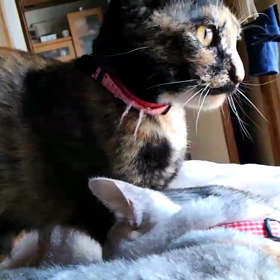 カユイ所はございませんか？の画像