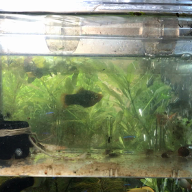 コリドラスのたまご、赤ちゃん。採卵後23日目。頑張って大きくなってほしいですね。の画像