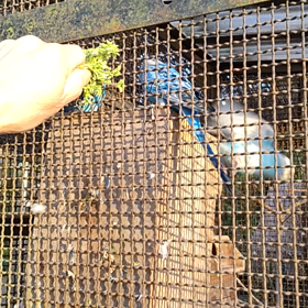 ピーちゃん達②の画像