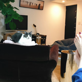 またまた、おしゃべりペットの画像