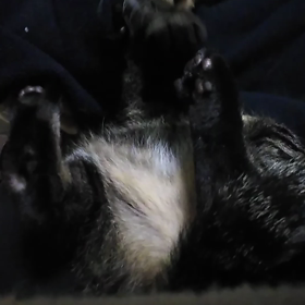 お弁当のうたの画像