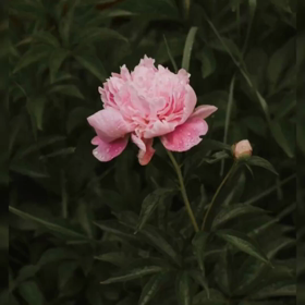 世界に誇れる 日本女性のたたずまいの画像