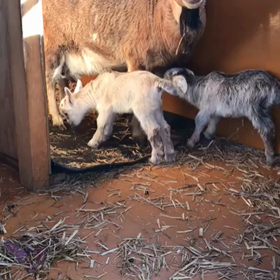 速報❤︎2匹になってましたー！の画像