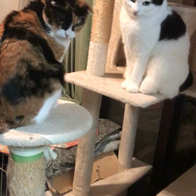 にらめっこではないの画像