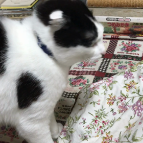 ちゅ〰るの為ならの画像