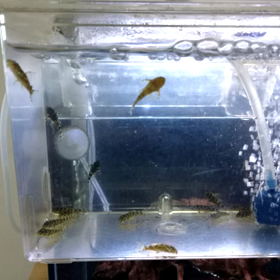 プレコチェックの画像