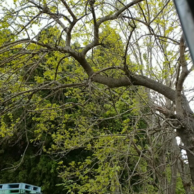 家でWi-Fiをやってみようかと…の画像