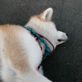 すがすがしい朝‼️未来丸朝散歩快調❗今朝は数少ない友達犬のフレンチブルドックのむっちゃん遭遇。の画像