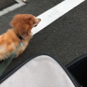 弥吉先生 5月に続き2回目の放射線照射予定。CT後のお散歩動画。の画像