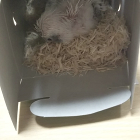 くるみでちゅの画像