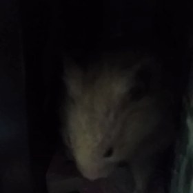 なぜそこ？の画像