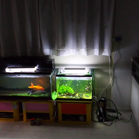 ～～～ 穏やかな水槽 ～～～の画像