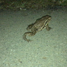 カエル君 みーつけたの画像