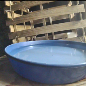 すぎぴたんの事件簿シーズン3　341話（ヤモリがドリンクバーにご来店）の画像