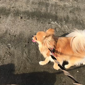 ♪お散歩動画♪お台場海浜公園♪の画像