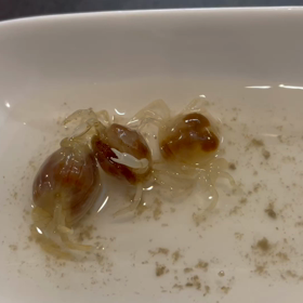 小さいカニさんみっーけの画像