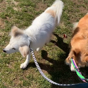 3月24日9わんこと2時間遠足　　代々木公園の画像