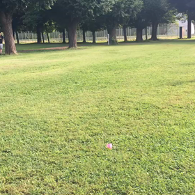 航空公園1000m(低学年)⑥の画像