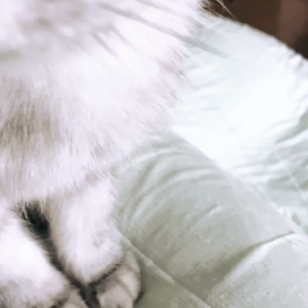 土曜お休み、日曜体育館。の画像