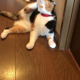 夏スタイル  ツーショットの画像