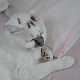 ごはんにゃ～ん。猫さま。の画像