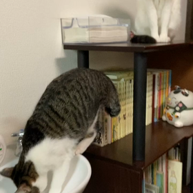 ネッコサーフィンの画像