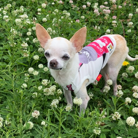 お散歩コースの花の画像