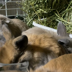 しおちゃんベビー　もぐもぐタイムの画像