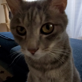 デトってきたの画像