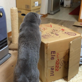 もぐら叩きの画像