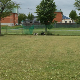 ずるっ子カリーネの画像