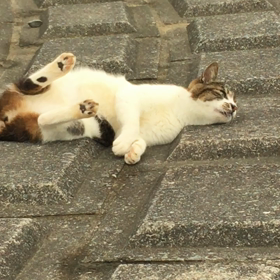 オウム真理教7人同時処刑！の画像