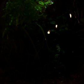 ペンライトで……の画像