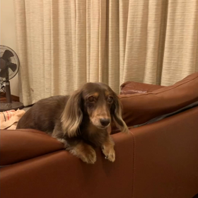 意見を聞かれたココ美の答えは？？の画像