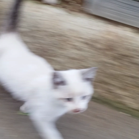 走り寄るの画像