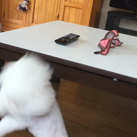 負けず嫌いの画像