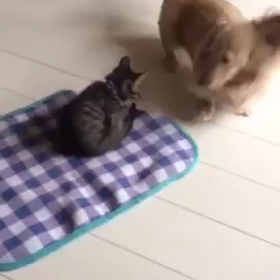 返してや（−＿−；）の画像