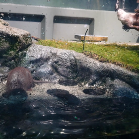 カワウソ！＼(^o^)／の画像