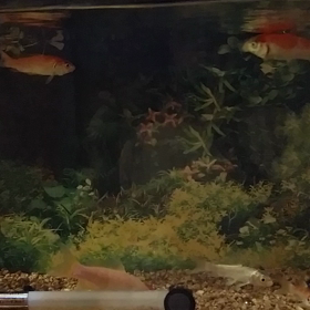 優雅に〜の画像