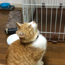 陸ちゃんのこの顔！の画像