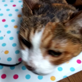 ナナさんが鳴いた(動画)の画像